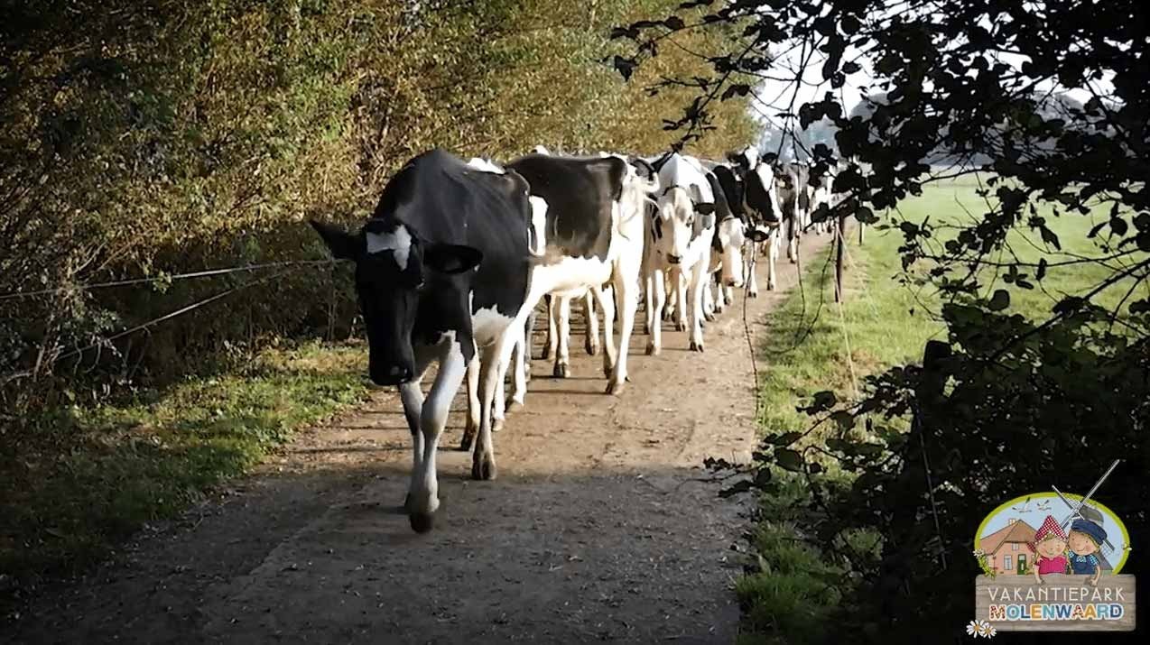 Ontdek de polder van de Alblasserwaard met het Streek Arrangement