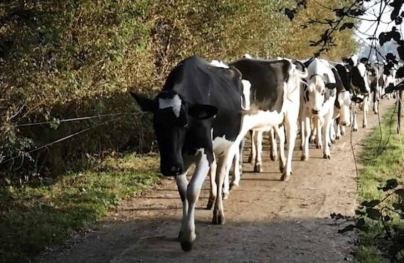 Ontdek de polder van de Alblasserwaard met het Streek Arrangement