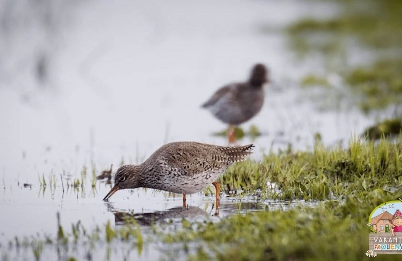 Ontdek Nationaal Park De Biesbosch