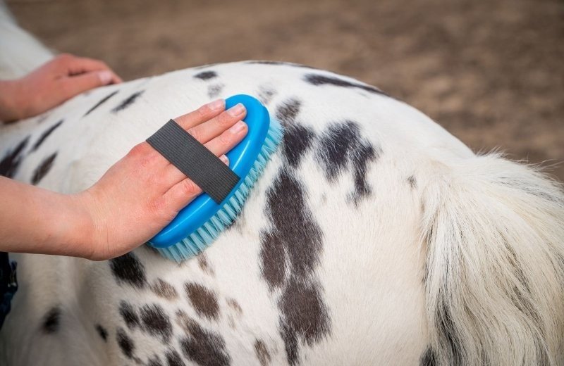 Ontmoet Stip de Pony bij de nieuwe Stip de Pony Ranch!