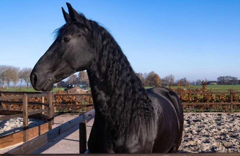 Stoeterij Paardenrassen Molenwaard