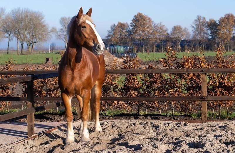 Stoeterij paardenrassen