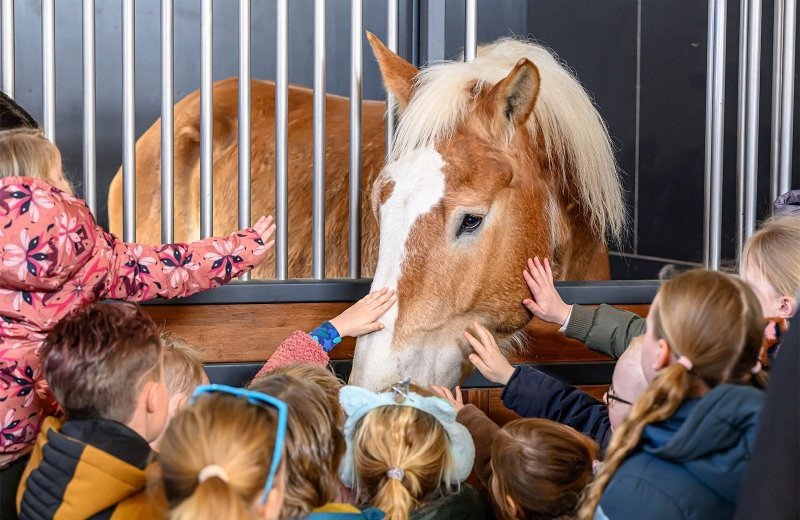 Stoeterij Molenwaard